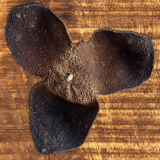 Xinhui Chenpi – Ecorces d'oranges sechees de Xinhui 2010 – 新会陈皮 – 50 grammes - Lemeilleurthedechine