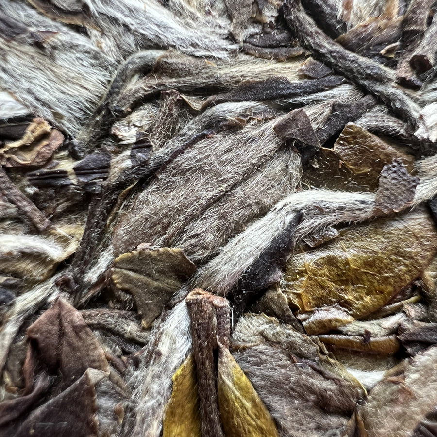Galette de Thé Blanc – Reine des Pivoines – Fuding 357g – Récolte 2021