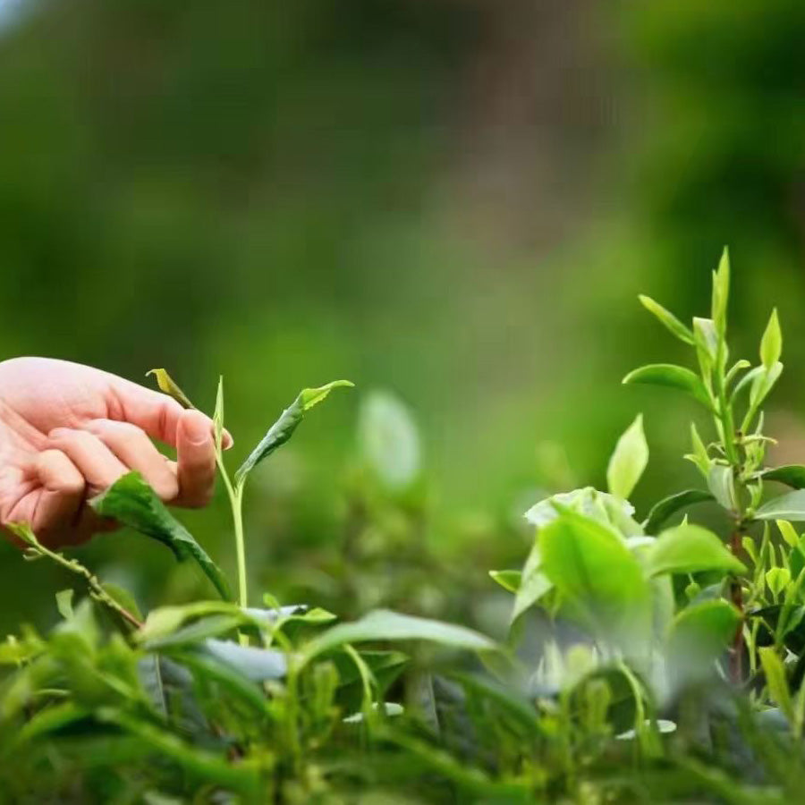 Thé Vert Enshi Yulu Bio de Shennongjia – UJI green Tea– 恩施玉露 – 80g - Lemeilleurthedechine