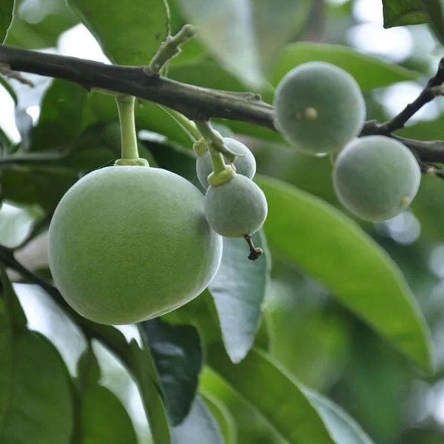 Mini Pomelo - Citrus grandis Tomentosa - 2021 - Lemeilleurthedechine