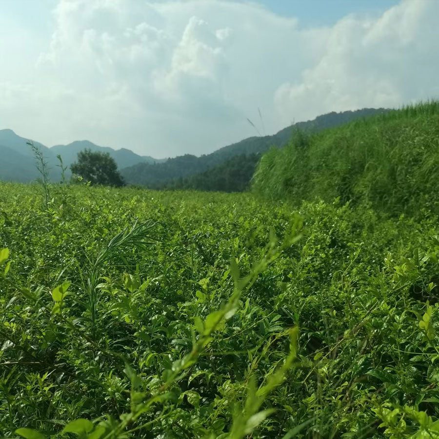 湖南张家界莓茶 — 50 克