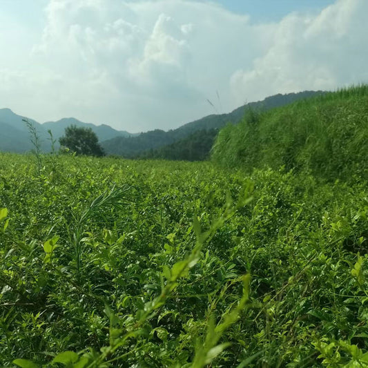 湖南张家界莓茶 — 50 克