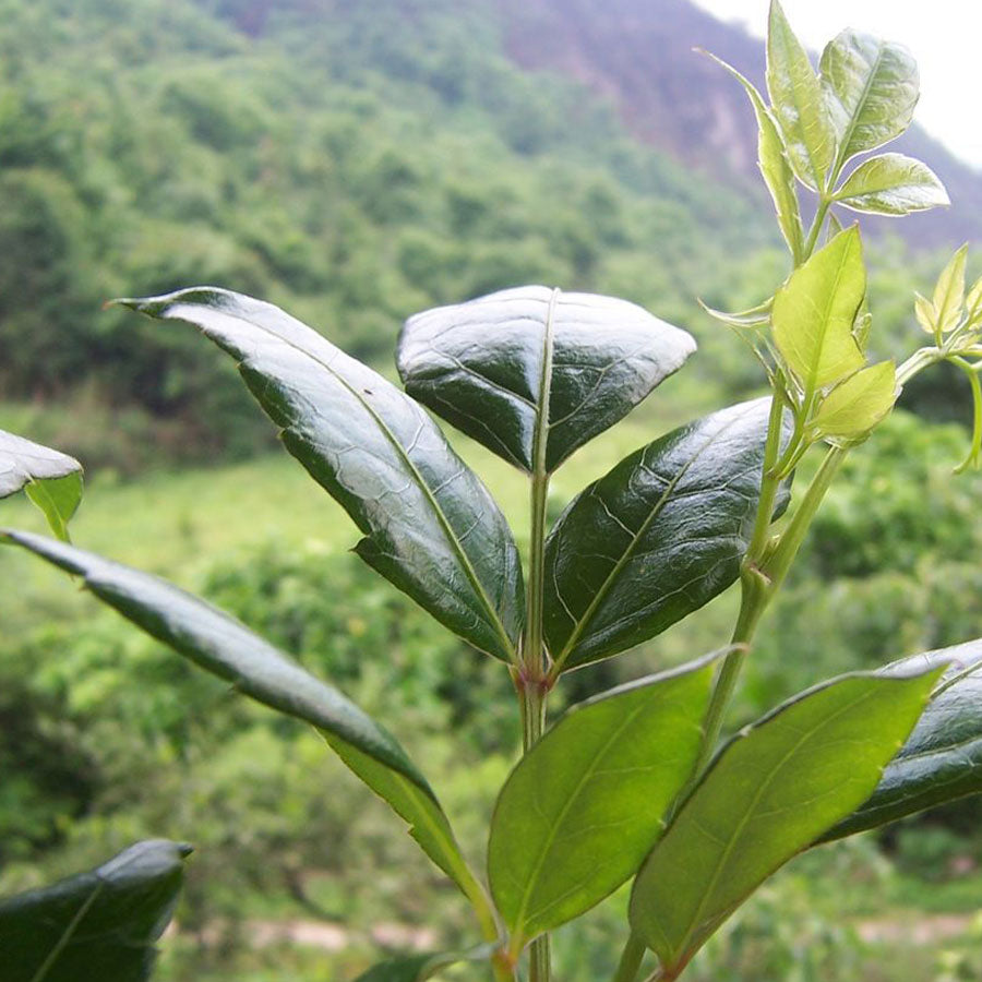 湖南张家界莓茶 — 50 克