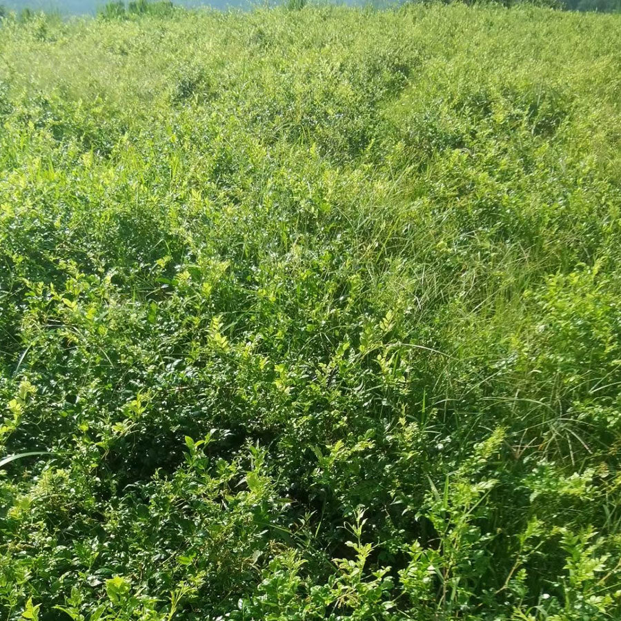 湖南张家界莓茶 — 50 克